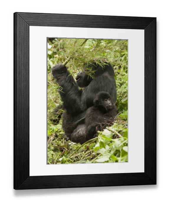 Framed Print : Africa, Rwanda Framed Print : Africa, Rwanda
