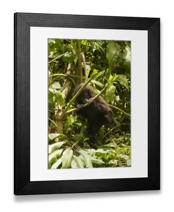 Framed Print : Africa, Rwanda Framed Print : Africa, Rwanda