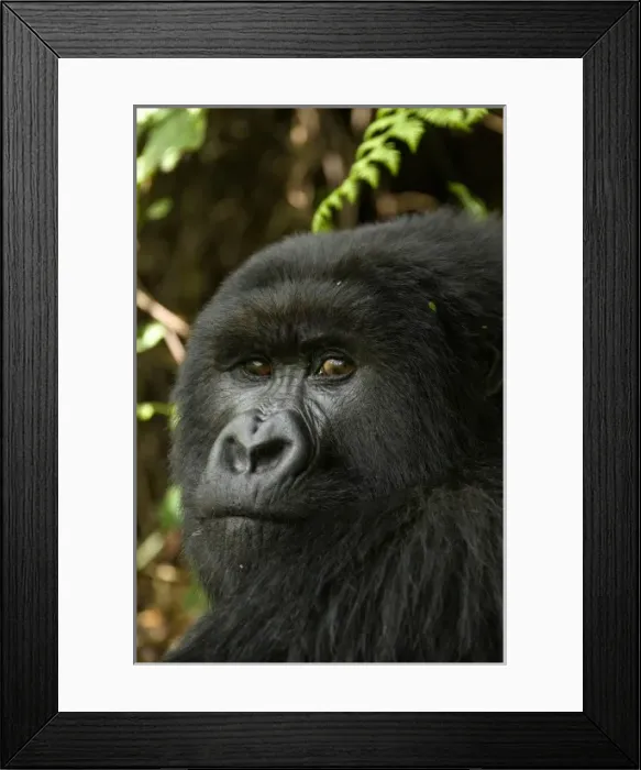 Framed Print : Rwanda, Volcanoes National Park. Mountain Gorillas (Gorilla beringei beringei) blackback