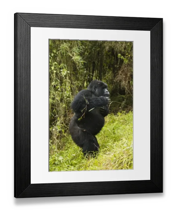 Framed Print : Africa, Rwanda Framed Print : Africa, Rwanda