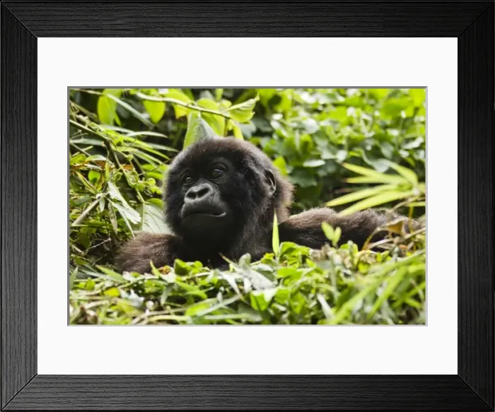 Framed Print : Rwanda, Volcanoes National Park. Mountain Gorillas (Gorilla beringei beringei) young