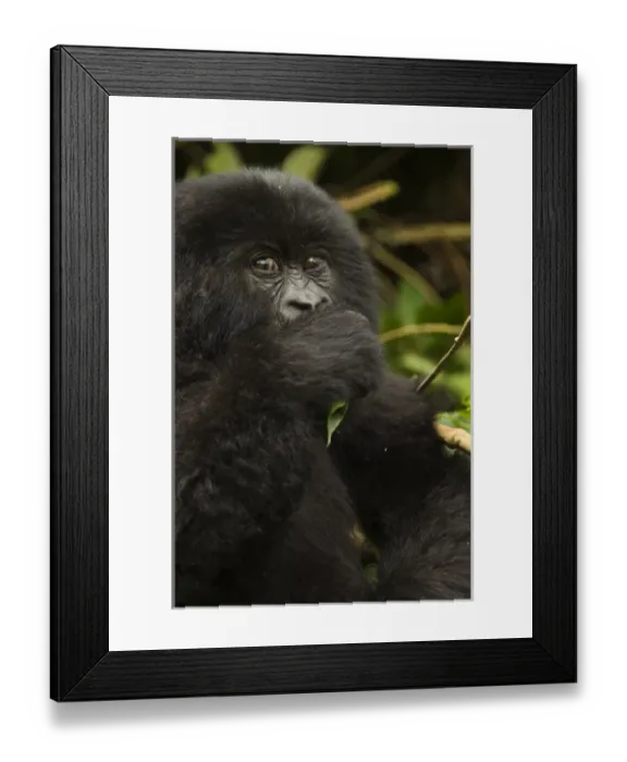 Framed Print : Rwanda, Volcanoes National Park. Mountain Gorillas (Gorilla beringei beringei) Hirwa Framed Print : Rwanda, Volcanoes National Park. Mountain Gorillas (Gorilla beringei beringei) Hirwa