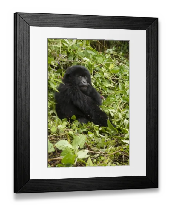 Framed Print : Rwanda, Volcanoes National Park. Mountain Gorillas (Gorilla beringei beringei) Hirwa Framed Print : Rwanda, Volcanoes National Park. Mountain Gorillas (Gorilla beringei beringei) Hirwa