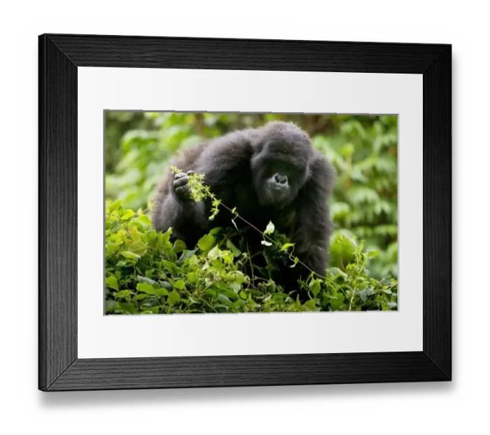 Framed Print : Africa, Rwanda Framed Print : Africa, Rwanda