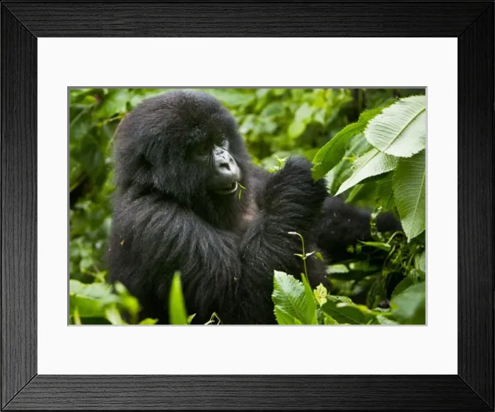 Framed Print : Africa, Rwanda, Juvenile Mountain Gorilla (Gorilla gorilla beringei) of the Umubano Framed Print : Africa, Rwanda, Juvenile Mountain Gorilla (Gorilla gorilla beringei) of the Umubano