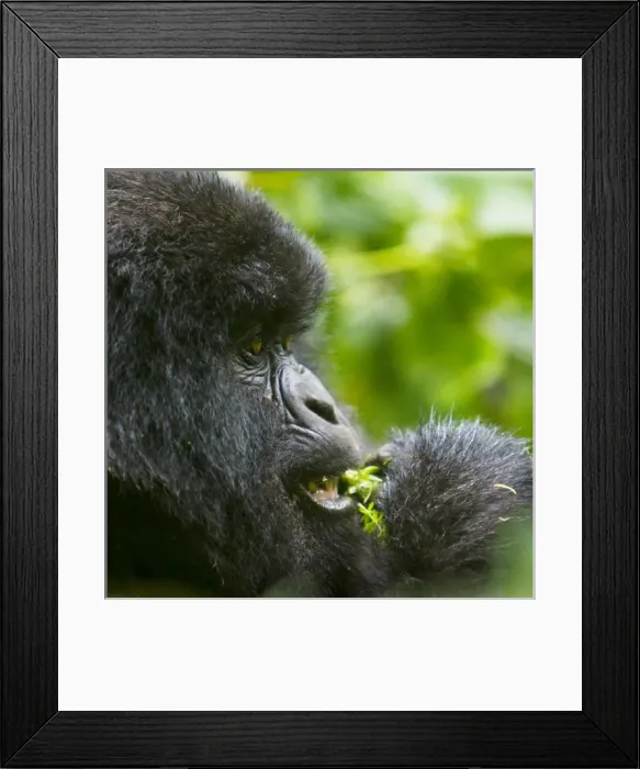 Framed Print : Africa, Rwanda, Juvenile Mountain Gorilla (Gorilla gorilla beringei) of the Umubano