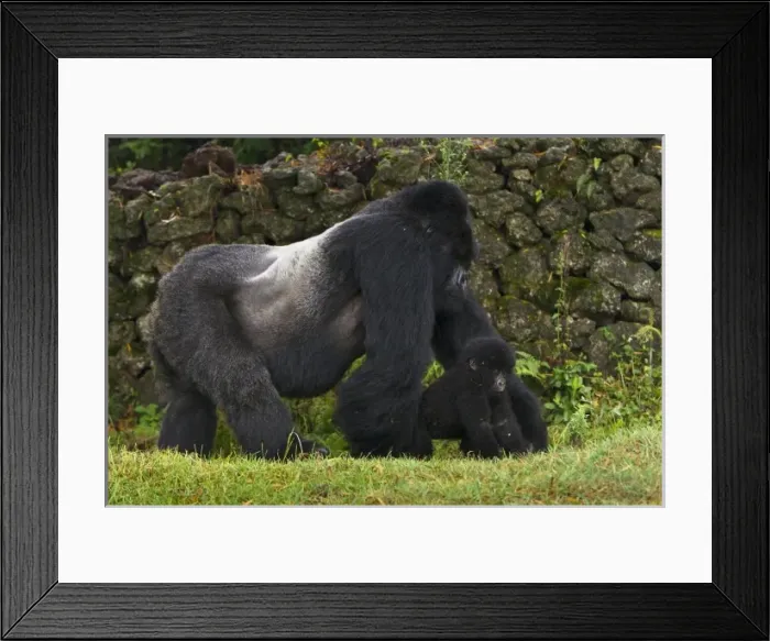 Framed Print : Africa, Rwanda, Akarevuro, a Mountain Gorilla (Gorilla gorilla beringei) and No 2