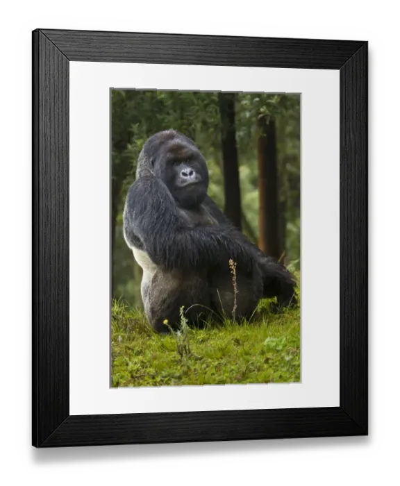 Framed Print : Africa, Rwanda, Kwitonda, a Mountain Gorilla (Gorilla gorilla beringei) and aging Framed Print : Africa, Rwanda, Kwitonda, a Mountain Gorilla (Gorilla gorilla beringei) and aging