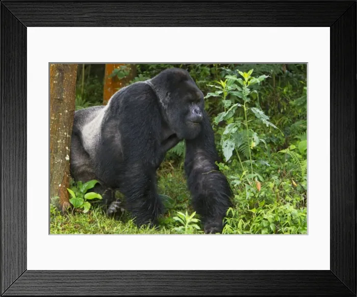 Framed Print : Africa, Rwanda, Kwitonda, a Mountain Gorilla (Gorilla gorilla beringei) and aging Framed Print : Africa, Rwanda, Kwitonda, a Mountain Gorilla (Gorilla gorilla beringei) and aging