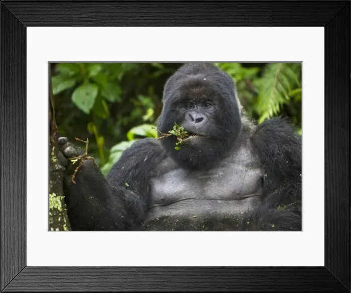 Framed Print : Africa, Rwanda, Kwitonda, a Mountain Gorilla (Gorilla gorilla beringei) and aging Framed Print : Africa, Rwanda, Kwitonda, a Mountain Gorilla (Gorilla gorilla beringei) and aging