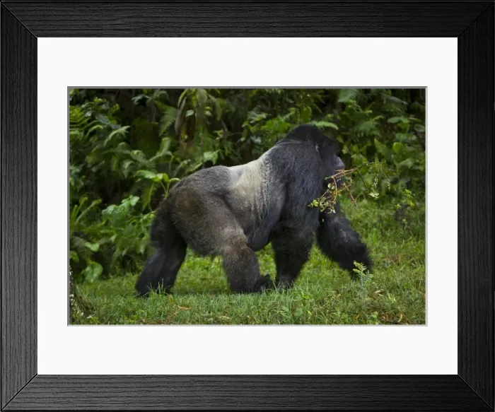 Framed Print : Africa, Rwanda, Kwitonda, a Mountain Gorilla (Gorilla gorilla beringei) and aging Framed Print : Africa, Rwanda, Kwitonda, a Mountain Gorilla (Gorilla gorilla beringei) and aging