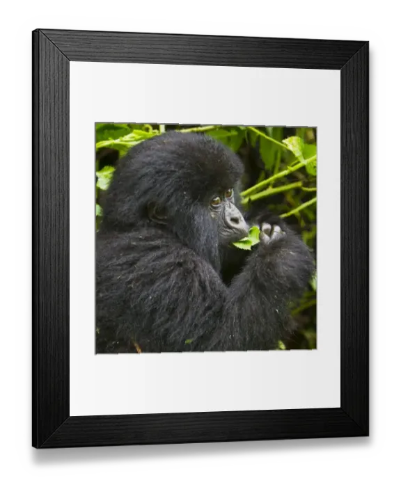 Framed Print : Africa, Rwanda, Juvenile Mountain Gorilla (Gorilla gorilla beringei) of the Umubano