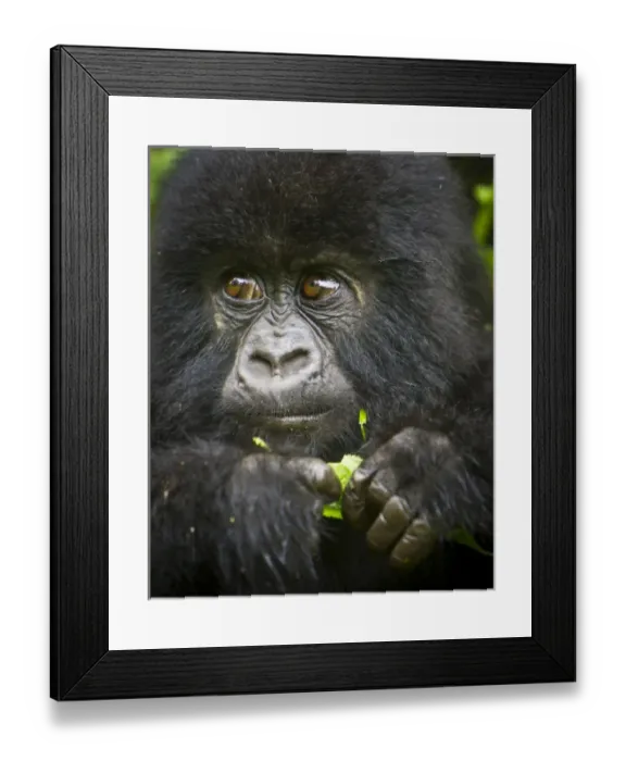 Framed Print : Africa, Rwanda, Juvenile Mountain Gorilla (Gorilla gorilla beringei) of the Umubano