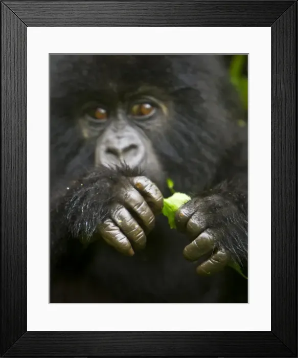 Framed Print : Africa, Rwanda, Juvenile Mountain Gorilla (Gorilla gorilla beringei) of the Umubano