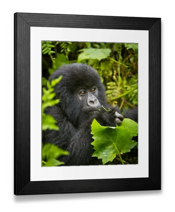 Framed Print : Africa, Rwanda, Juvenile Mountain Gorilla (Gorilla gorilla beringei) of the Umubano Framed Print : Africa, Rwanda, Juvenile Mountain Gorilla (Gorilla gorilla beringei) of the Umubano