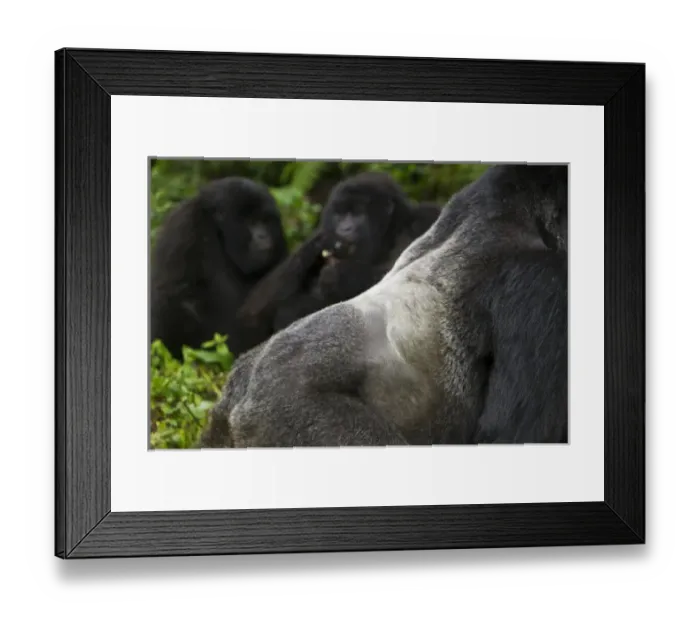 Framed Print : Africa, Rwanda, Akarevuro, a Mountain Gorilla (Gorilla gorilla beringei) and No 2