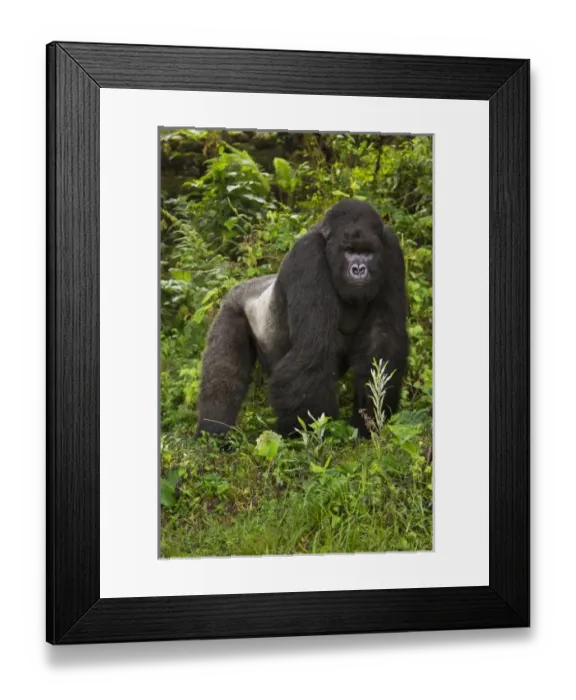 Framed Print : Africa, Rwanda, Akarevuro, a Mountain Gorilla (Gorilla gorilla beringei) and No 2