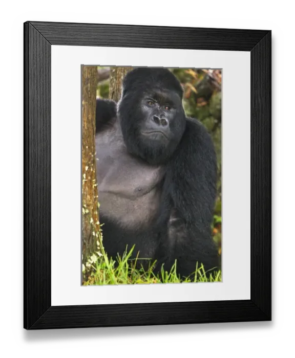 Framed Print : Africa, Rwanda, Akarevuro, a Mountain Gorilla (Gorilla gorilla beringei) and No 2