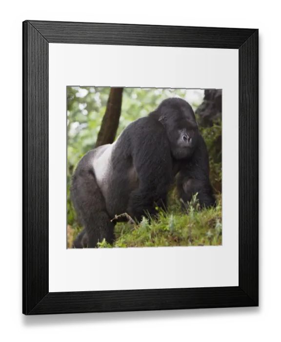 Framed Print : Africa, Rwanda, Akarevuro, a Mountain Gorilla (Gorilla gorilla beringei) and No 2