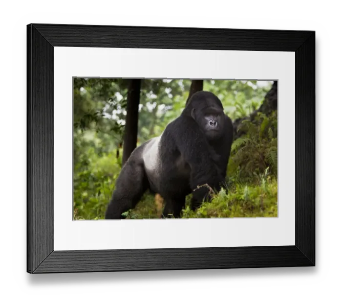 Framed Print : Africa, Rwanda, Akarevuro, a Mountain Gorilla (Gorilla gorilla beringei) and No 2 Framed Print : Africa, Rwanda, Akarevuro, a Mountain Gorilla (Gorilla gorilla beringei) and No 2