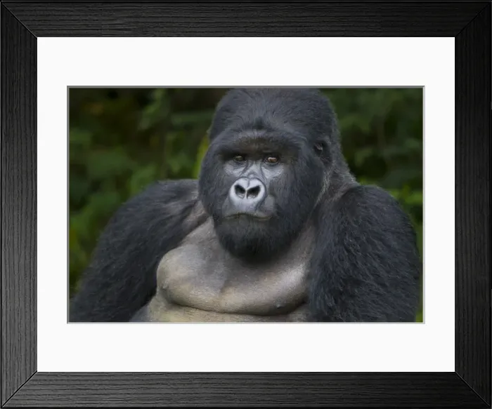 Framed Print : Africa, Rwanda, Akarevuro, a Mountain Gorilla (Gorilla gorilla beringei) and No 2