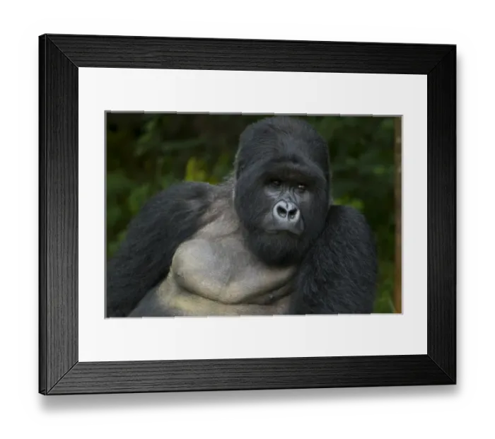 Framed Print : Africa, Rwanda, Akarevuro, a Mountain Gorilla (Gorilla gorilla beringei) and No 2 Framed Print : Africa, Rwanda, Akarevuro, a Mountain Gorilla (Gorilla gorilla beringei) and No 2
