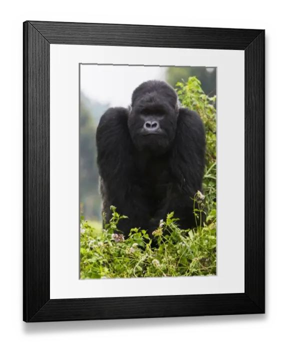 Framed Print : Africa, Rwanda, Kigoma, a Mountain Gorilla (Gorilla gorilla beringei) and No 3 Silverback Framed Print : Africa, Rwanda, Kigoma, a Mountain Gorilla (Gorilla gorilla beringei) and No 3 Silverback