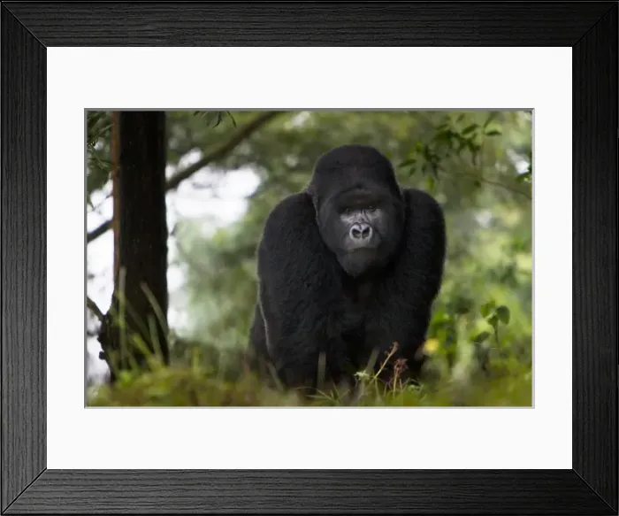 Framed Print : Africa, Rwanda, Kigoma, a Mountain Gorilla (Gorilla gorilla beringei) and No 3 Silverback