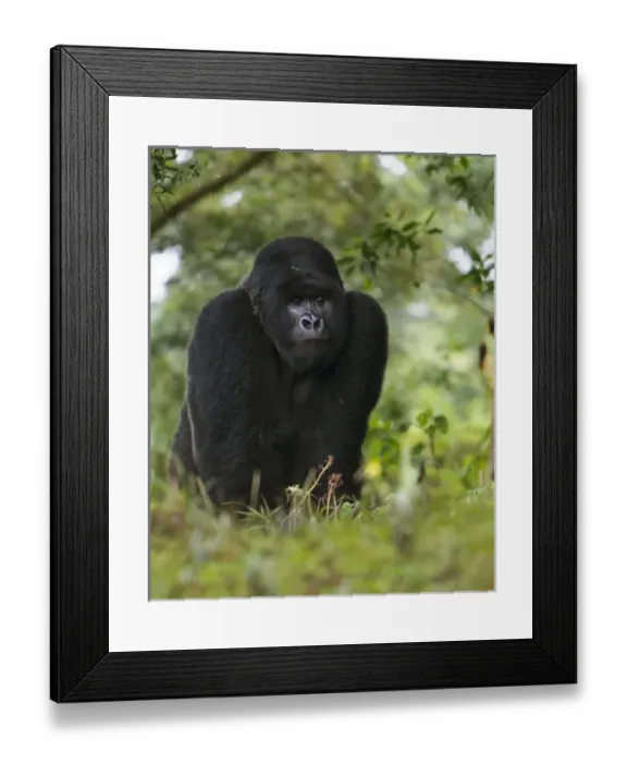 Framed Print : Africa, Rwanda, Kigoma, a Mountain Gorilla (Gorilla gorilla beringei) and No 3 Silverback