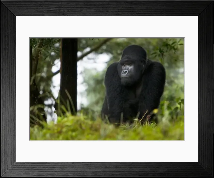 Framed Print : Africa, Rwanda, Kigoma, a Mountain Gorilla (Gorilla gorilla beringei) and No 3 Silverback