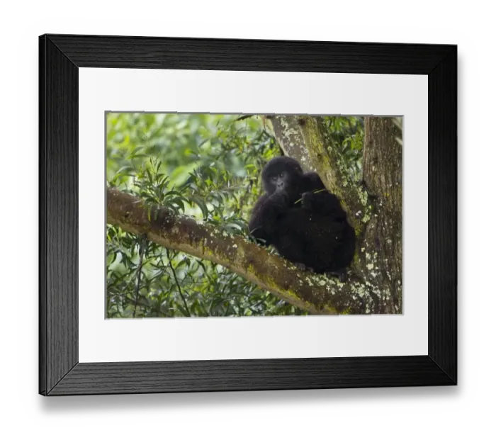 Framed Print : Africa, Rwanda Framed Print : Africa, Rwanda