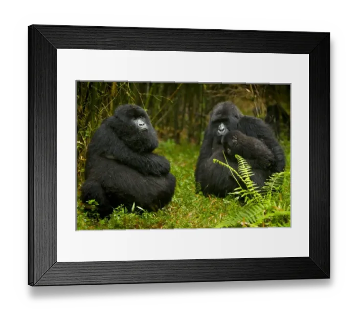 Framed Print : Africa, Rwanda, Females and juvenile Mountain Gorillas (Gorilla gorilla beringei) Framed Print : Africa, Rwanda, Females and juvenile Mountain Gorillas (Gorilla gorilla beringei)