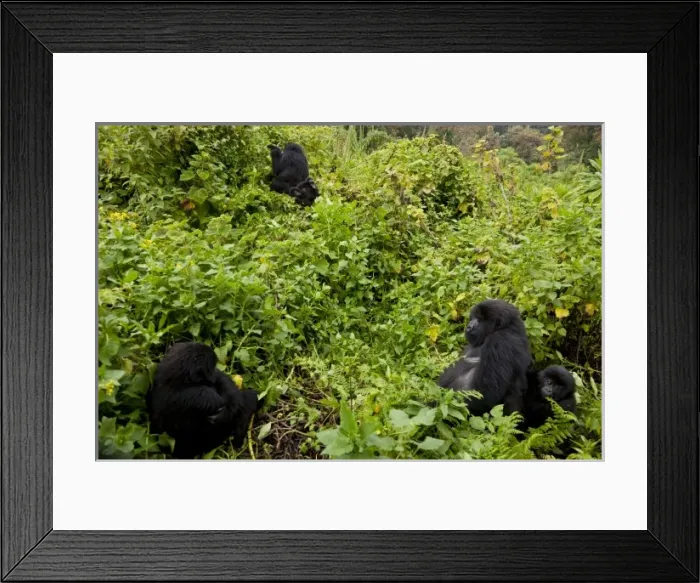 Framed Print : Africa, Rwanda, Female and juvenile Mountain Gorillas (Gorilla gorilla beringei) Framed Print : Africa, Rwanda, Female and juvenile Mountain Gorillas (Gorilla gorilla beringei)