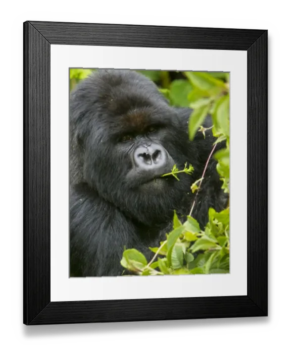 Framed Print : Africa, Rwanda, Charles, a Silverback Mountain Gorilla (Gorilla gorilla beringei)