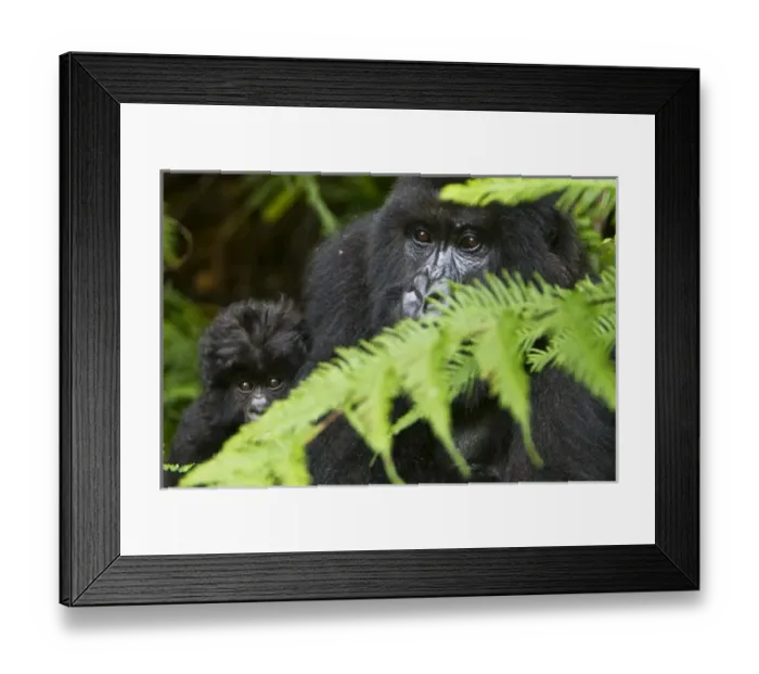 Framed Print : Africa, Rwanda, Female and juvenile Mountain Gorillas (Gorilla gorilla beringei) Framed Print : Africa, Rwanda, Female and juvenile Mountain Gorillas (Gorilla gorilla beringei)