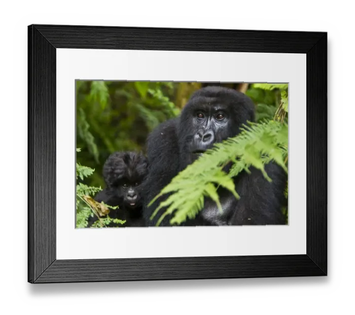 Framed Print : Africa, Rwanda, Female and juvenile Mountain Gorillas (Gorilla gorilla beringei) Framed Print : Africa, Rwanda, Female and juvenile Mountain Gorillas (Gorilla gorilla beringei)