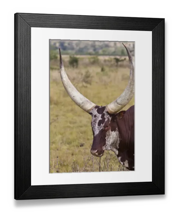 Framed Print : Africa, Rwanda Framed Print : Africa, Rwanda