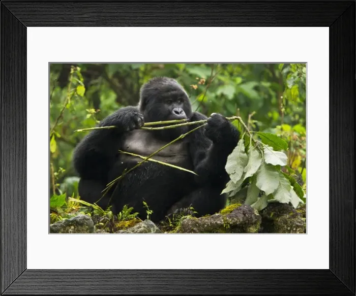 Framed Print : Africa, Rwanda, A Blackback Mountain Gorilla (Gorilla gorilla beringei) of the Kwitonda
