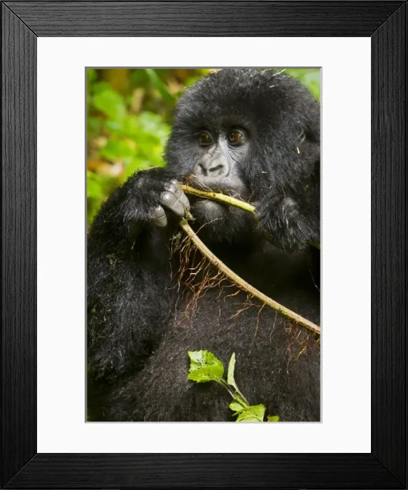 Framed Print : Africa, Rwanda Framed Print : Africa, Rwanda