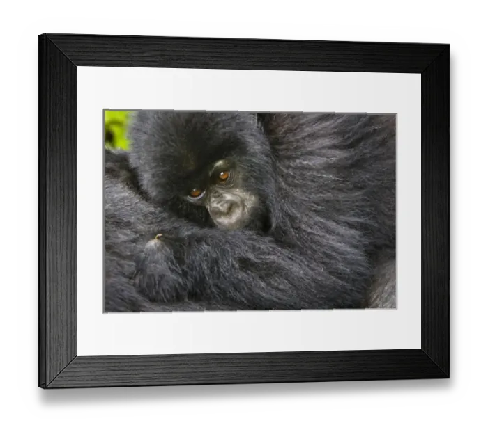 Framed Print : Africa, Rwanda, Juvenile Mountain Gorilla (Gorilla gorilla beringei) of the Umubano Framed Print : Africa, Rwanda, Juvenile Mountain Gorilla (Gorilla gorilla beringei) of the Umubano