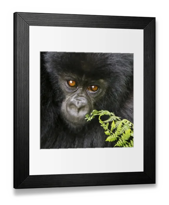 Framed Print : Africa, Rwanda Framed Print : Africa, Rwanda