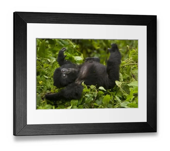 Framed Print : Africa, Rwanda, Juvenile Mountain Gorilla (Gorilla gorilla beringei) of the Umubano Framed Print : Africa, Rwanda, Juvenile Mountain Gorilla (Gorilla gorilla beringei) of the Umubano