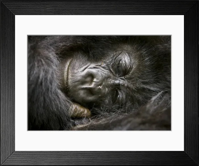 Framed Print : Africa, Rwanda, Juvenile Mountain Gorilla (Gorilla gorilla beringei) of the Umubano