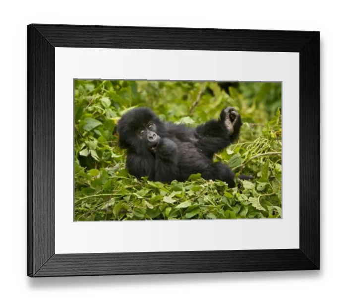 Framed Print : Africa, Rwanda, Juvenile Mountain Gorilla (Gorilla gorilla beringei) of the Umubano