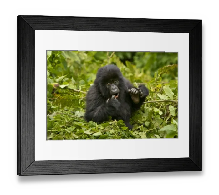 Framed Print : Africa, Rwanda Framed Print : Africa, Rwanda