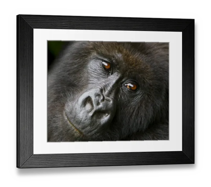 Framed Print : Africa. Rwanda. Female Mountain Gorilla (Gorilla gorilla beringei) of the Umubano Framed Print : Africa. Rwanda. Female Mountain Gorilla (Gorilla gorilla beringei) of the Umubano