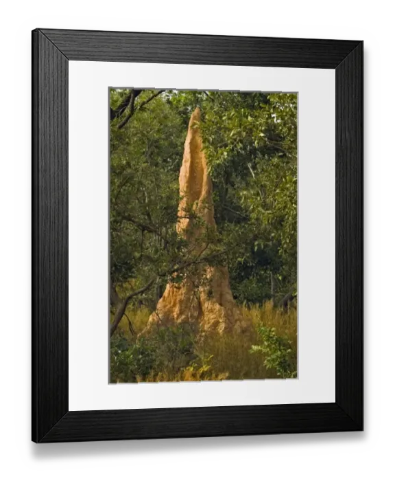 Framed Print : Africa, West Africa. Termite nest in the Western African forest Framed Print : Africa, West Africa. Termite nest in the Western African forest