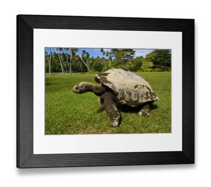 Framed Print : Giant Tortoise on Fregate Island Framed Print : Giant Tortoise on Fregate Island