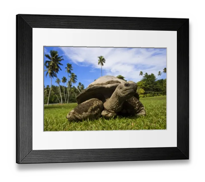 Framed Print : Africa, Seychelles Framed Print : Africa, Seychelles