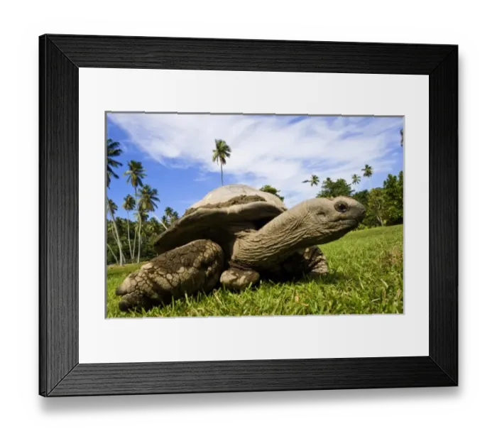 Framed Print : Africa, Seychelles Framed Print : Africa, Seychelles